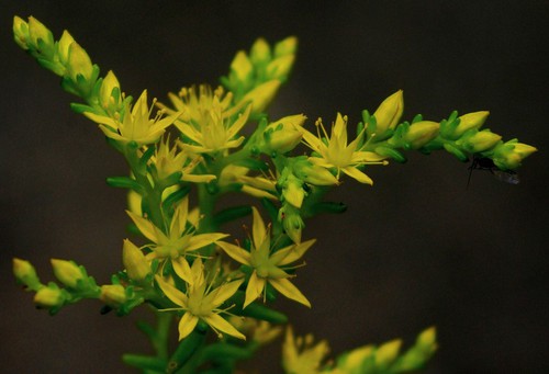 inflorescence