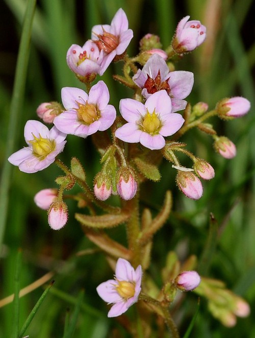 inflorescence