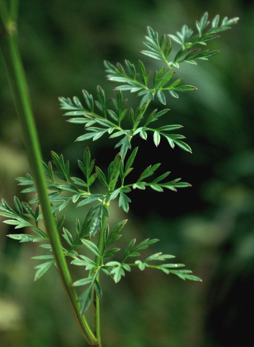 feuille