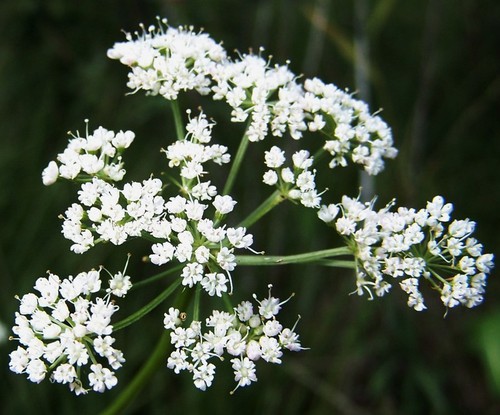 inflorescence