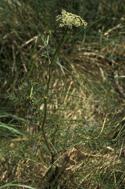 Plante entière