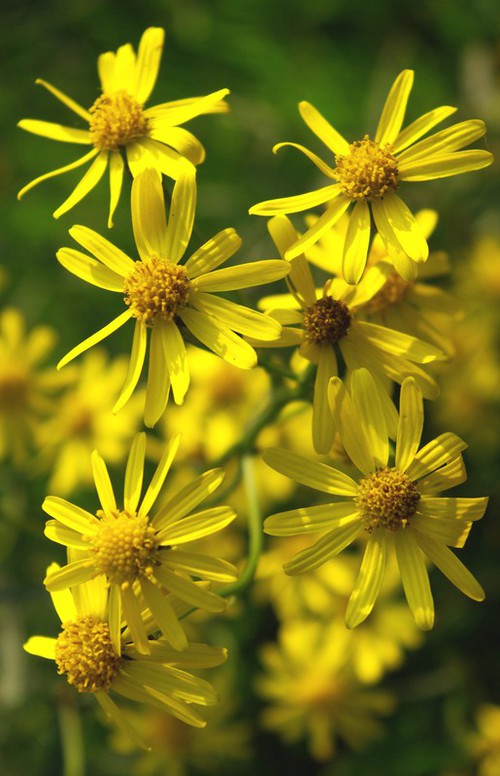 détail fleur