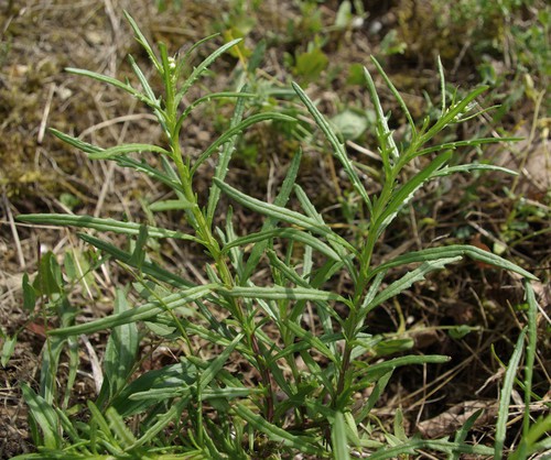 feuille