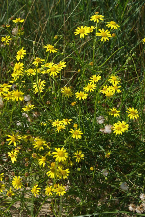 inflorescence