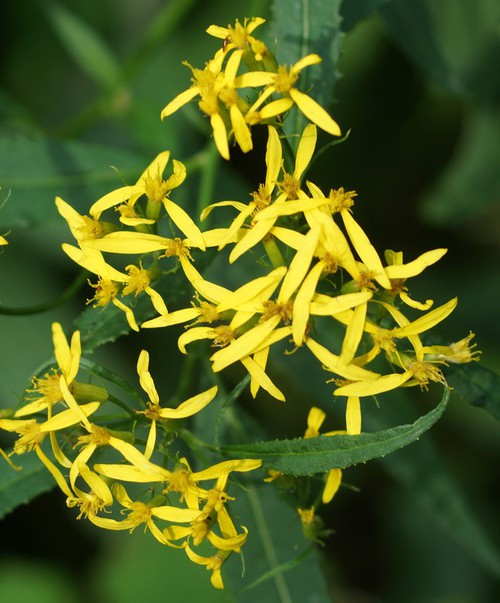 détail fleur