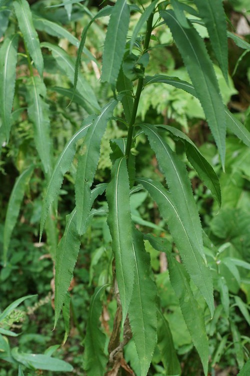 feuille