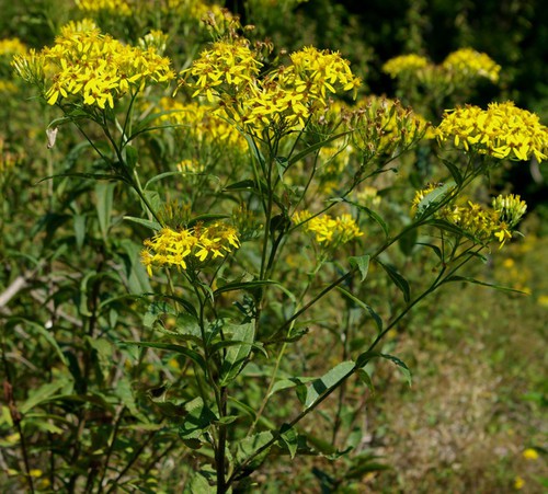inflorescence