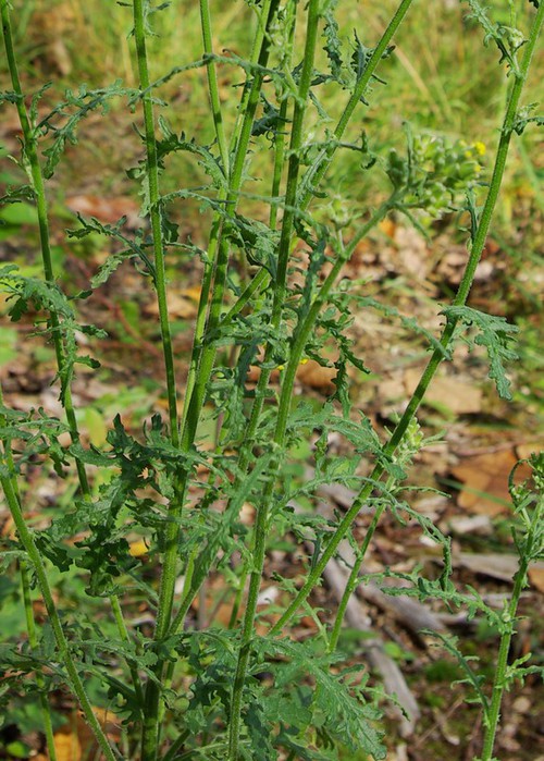 feuille