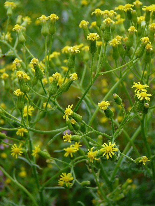 inflorescence