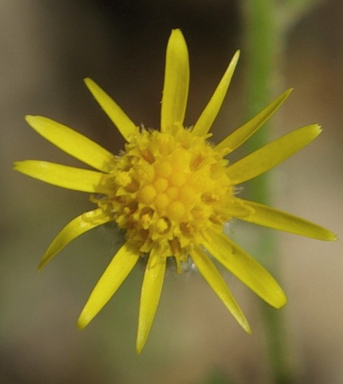 détail fleur