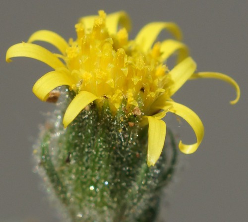 inflorescence
