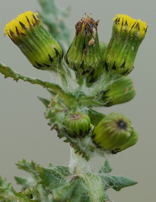 détail fleur