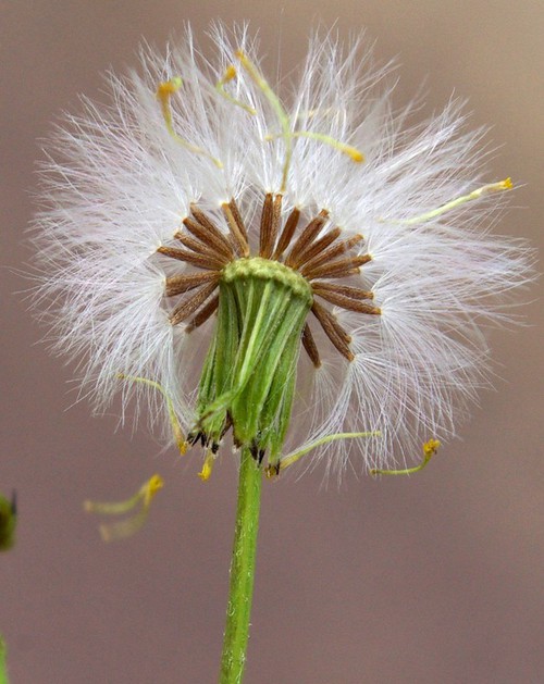 fruit