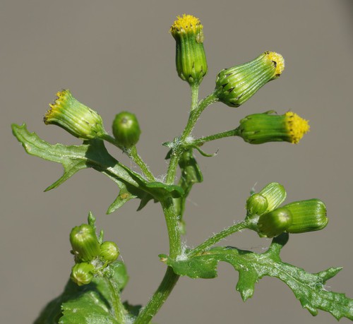 inflorescence