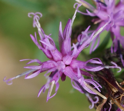 détail fleur