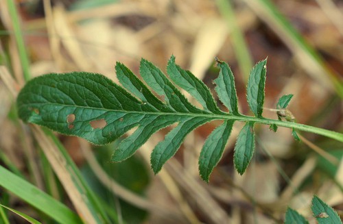 feuille inférieure