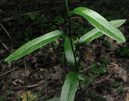 feuille supérieure
