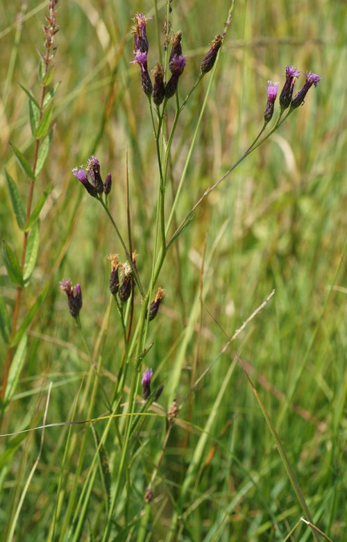 Plante entière