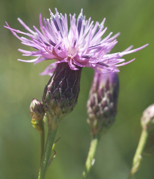 inflorescence