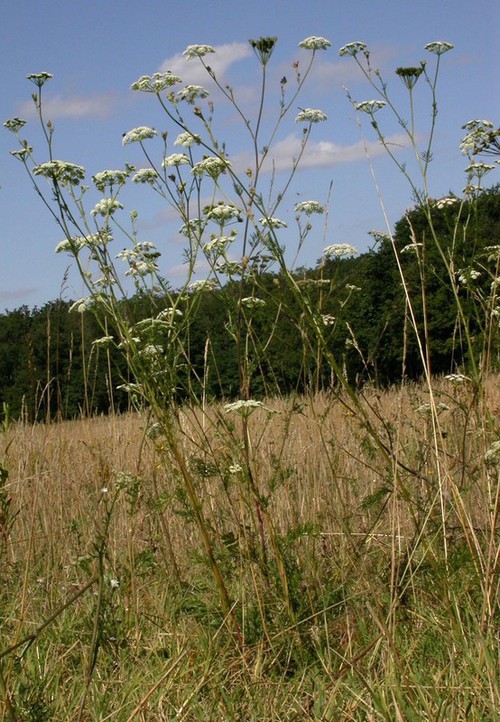 Plante entière