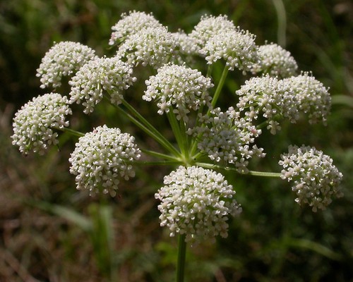 inflorescence