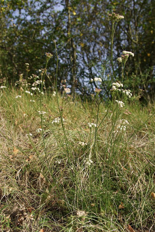 Plante entière