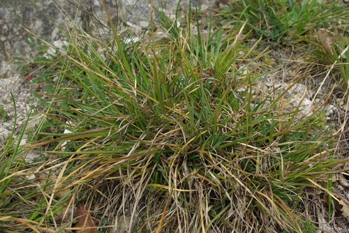 feuille