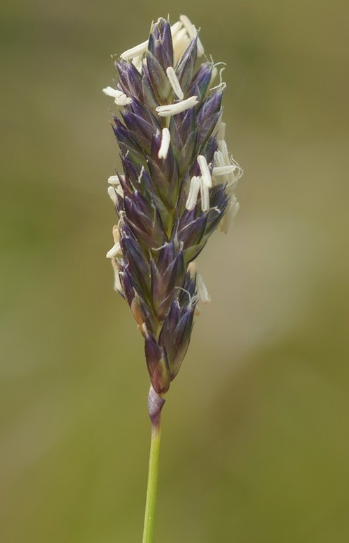 inflorescence