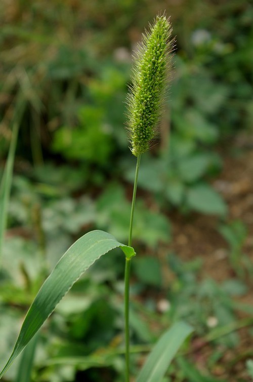 inflorescence
