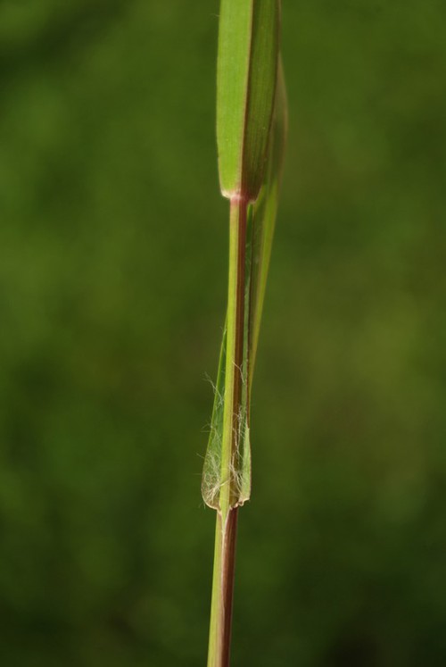 détail feuilles