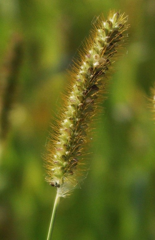 détail inflorescence