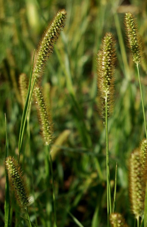 inflorescence