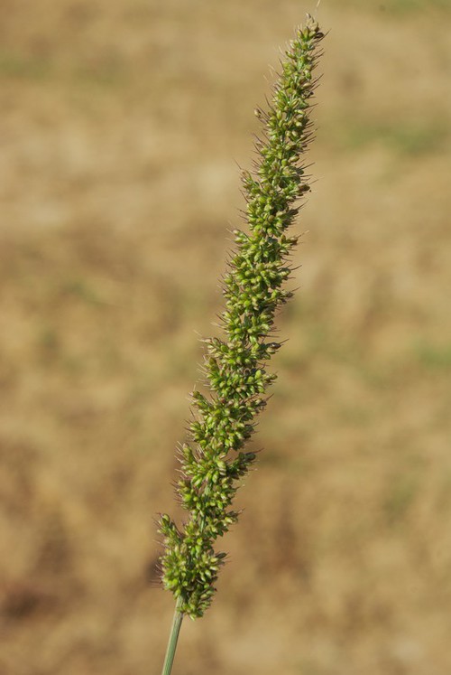 inflorescence