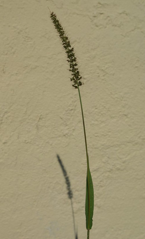 Plante entière