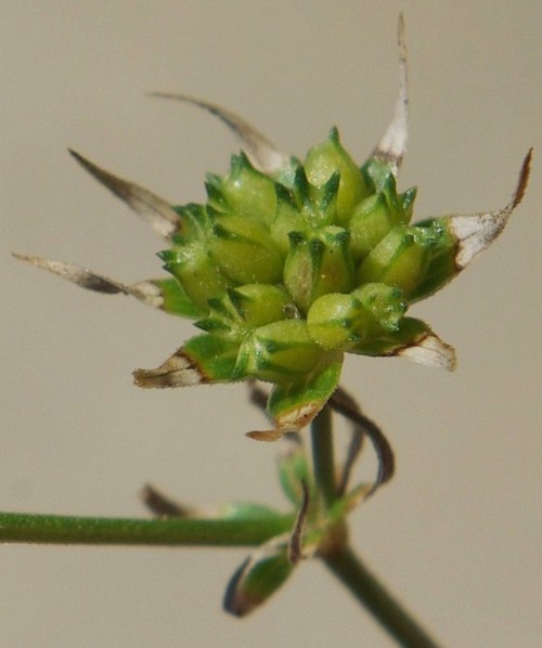 fruit