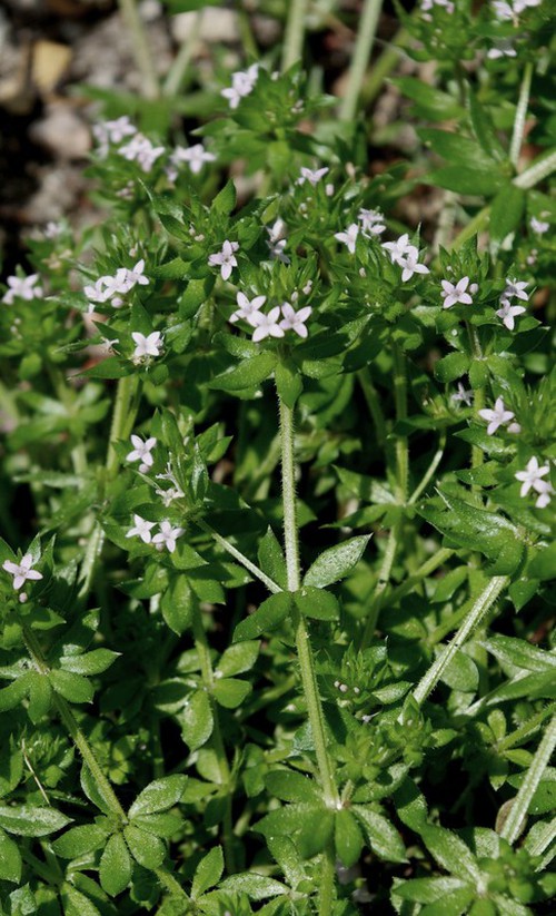 inflorescence