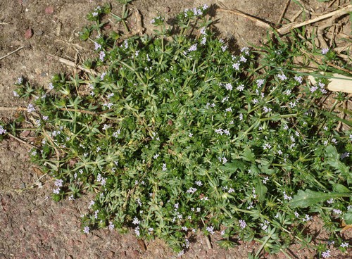 Plante entière