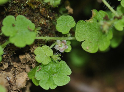 Plante entière