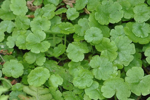 feuille