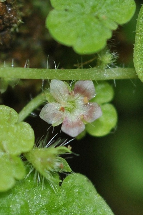 fleur