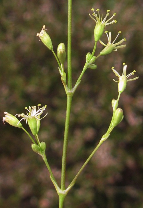 détail fleur