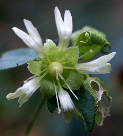 détail fleur
