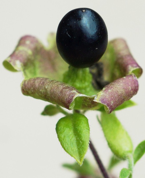 détail fruit