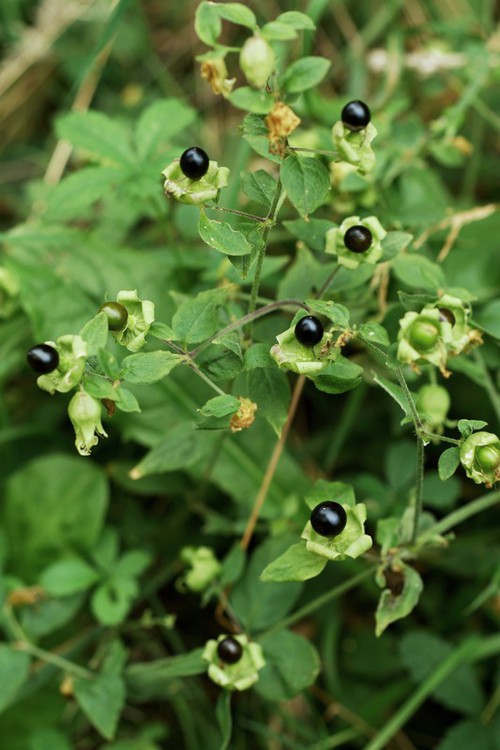 fruit