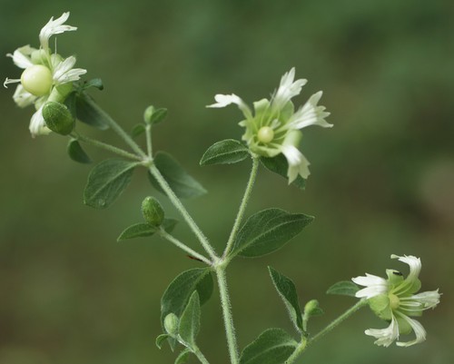 inflorescence