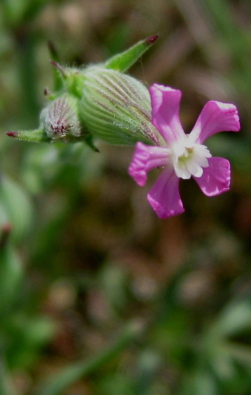 fleur