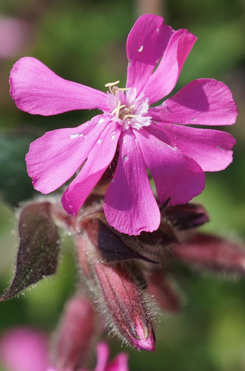 détail fleur