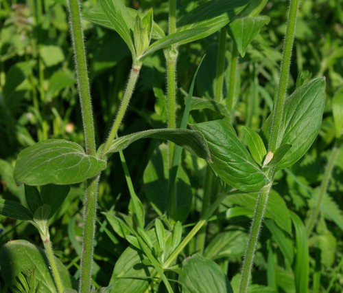 feuille