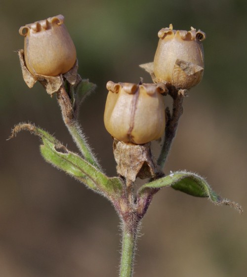 fruit