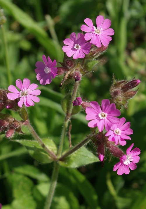 inflorescence